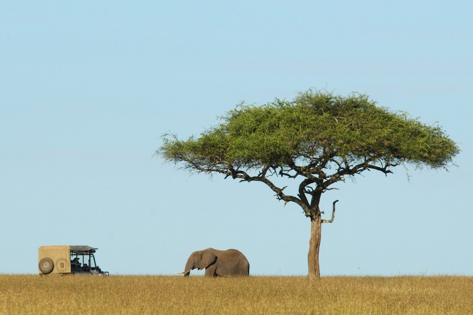 Elephant among acacia trees on the plains of the Mara North Conservancy