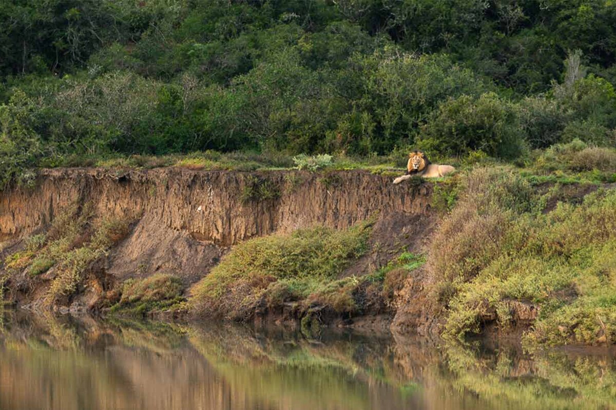 A lion beside the river at Kariega Game Reserve in the Eastern Cape