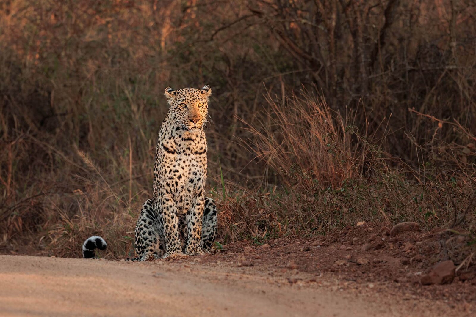 A leopard resting along a horizontal marula branch in green riverine bush at dusk at Karongwe Private Game Reserve