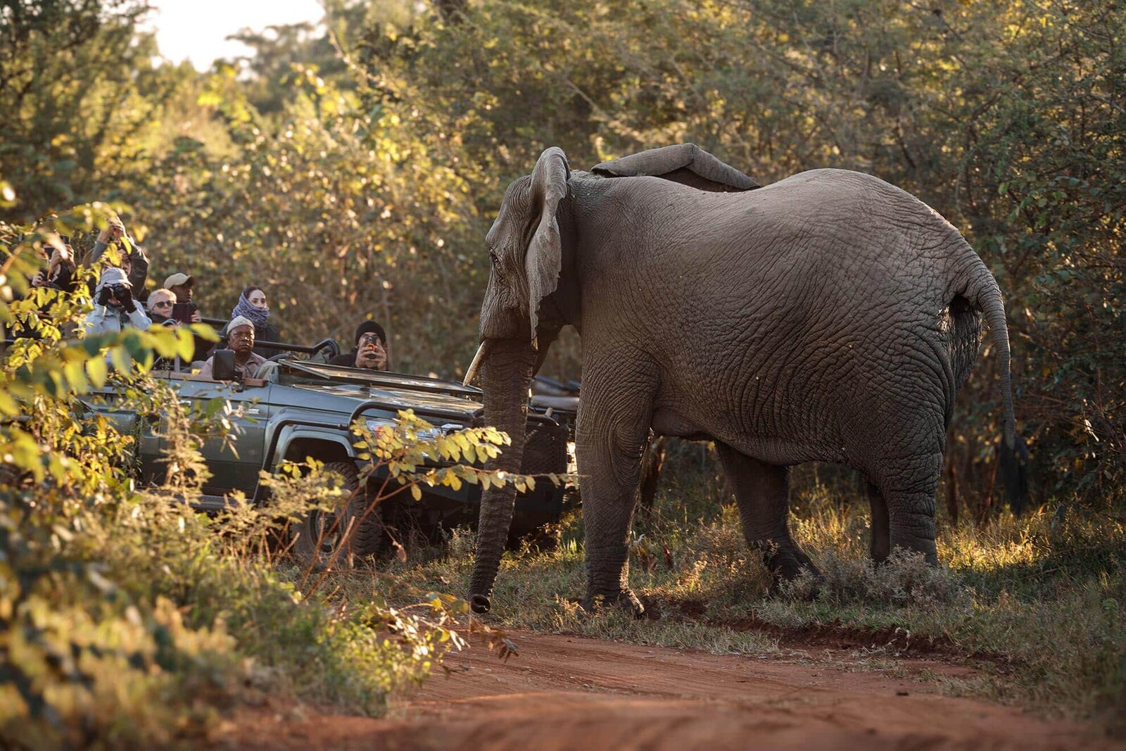 A breeding herd of elephants crossing a sandy riverbed lined with green riverine trees at Karongwe Private Game Reserve, Limpopo
