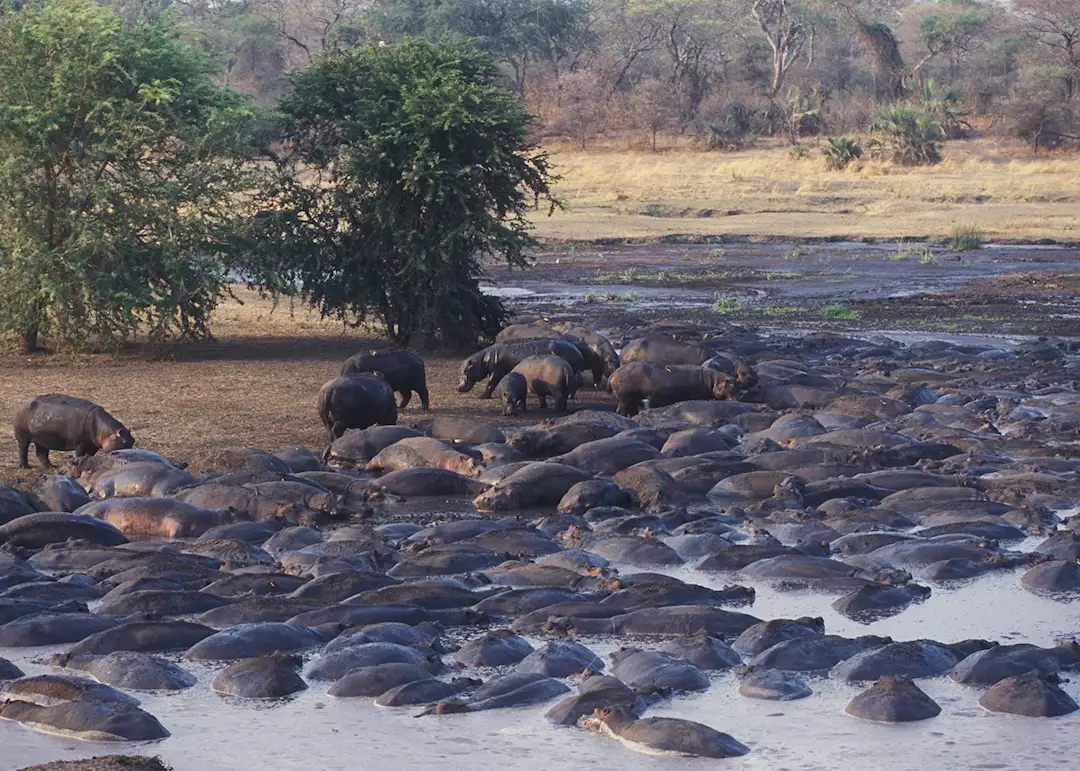 Hundreds of hippos crowded into a shrinking pool at Katuma River in Katavi National Park during the dry season