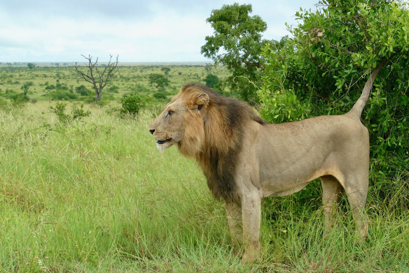 A lion standing tall in the long grass of the Masai Mara
