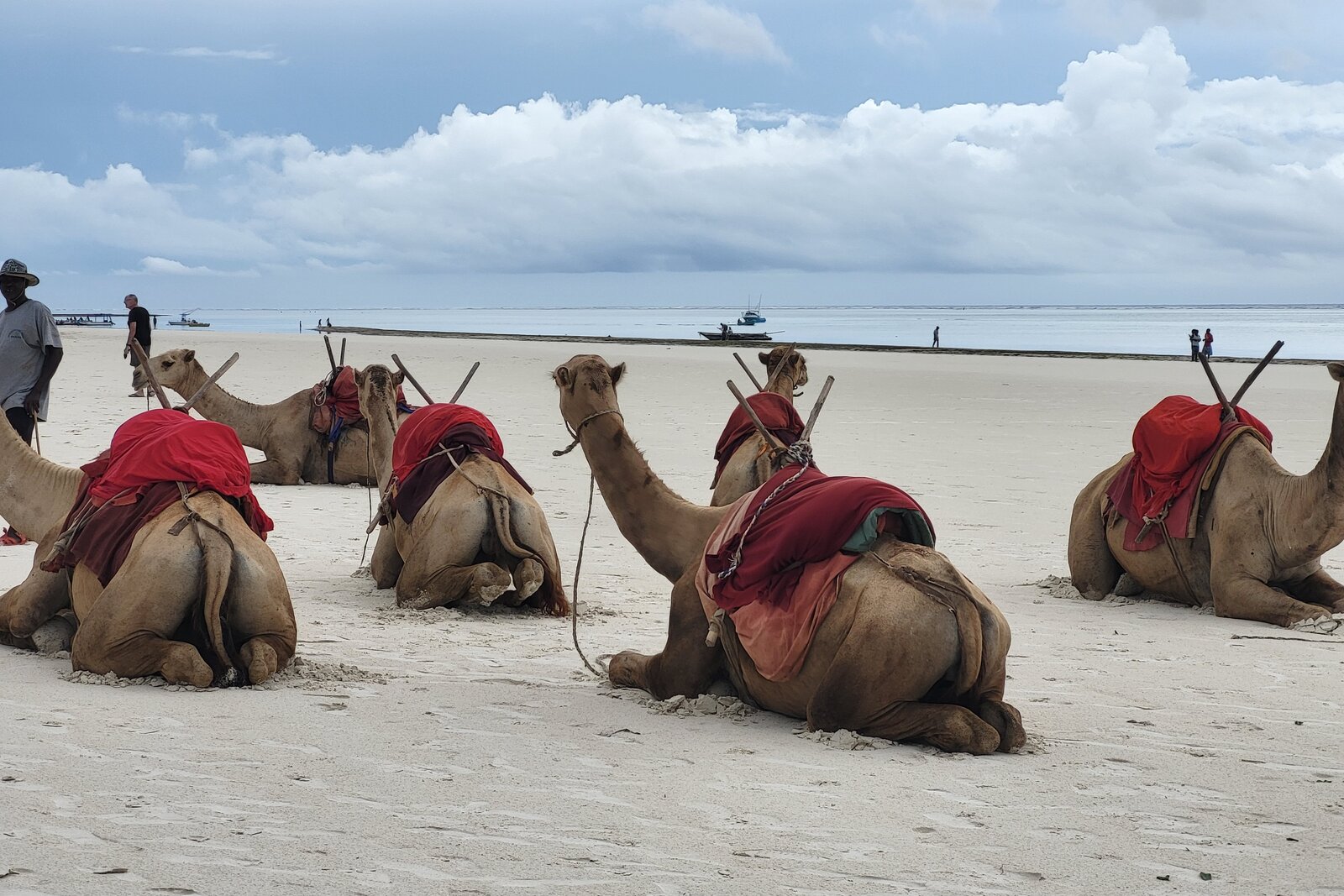 Camels walking Diani Beach at low tide