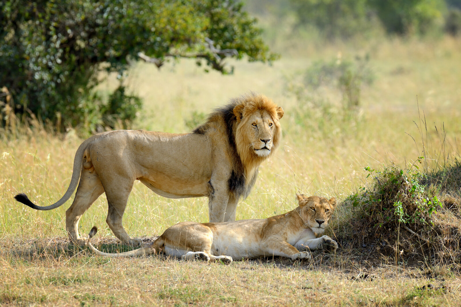A pair of lions resting in the Masai Mara, Kenya
