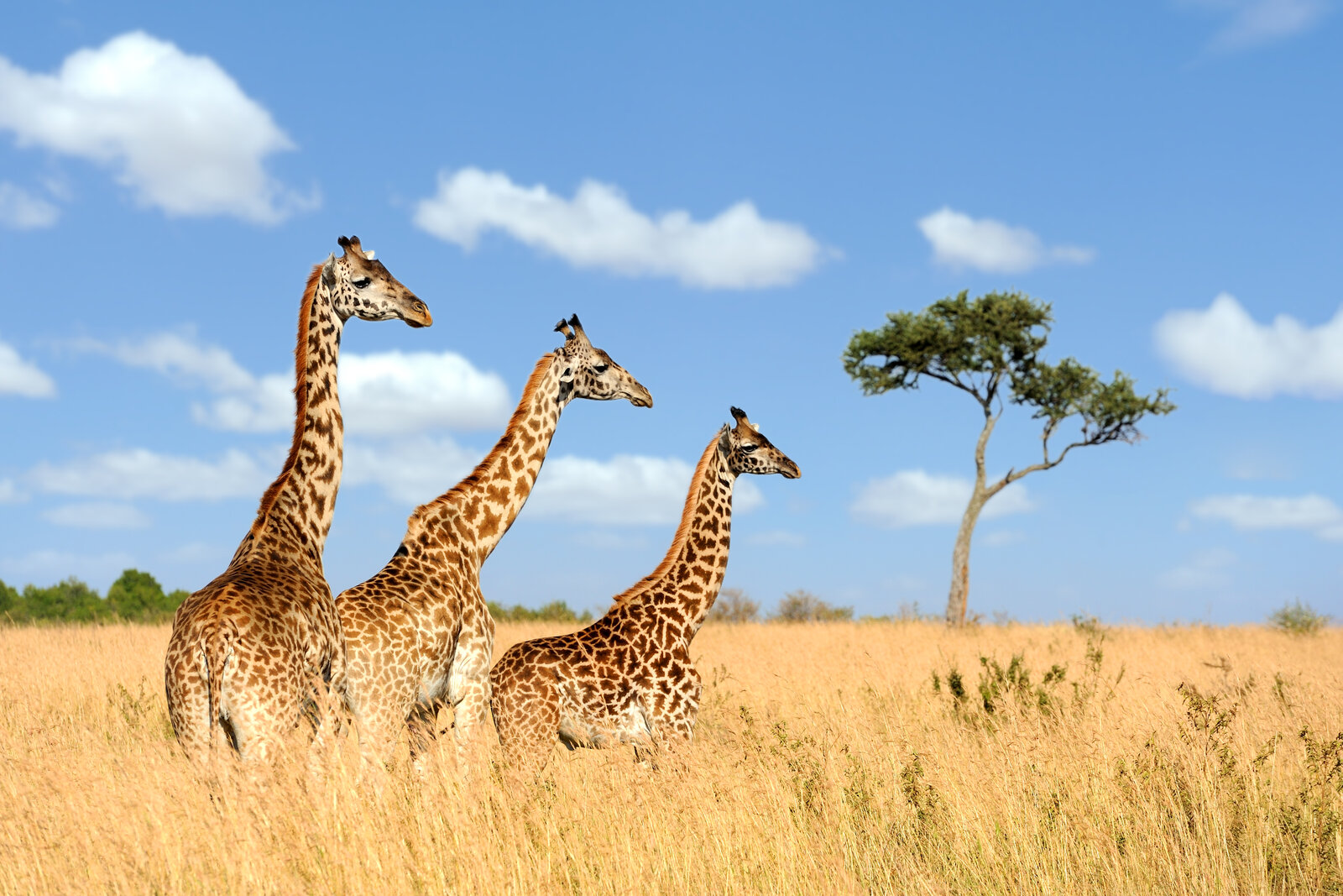 Giraffes on the plains of the Masai Mara