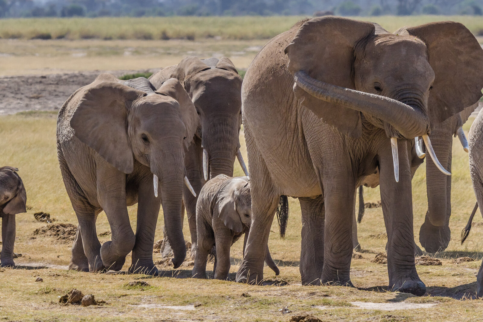 A herd of elephants crossing the plains of Amboseli, Kenya