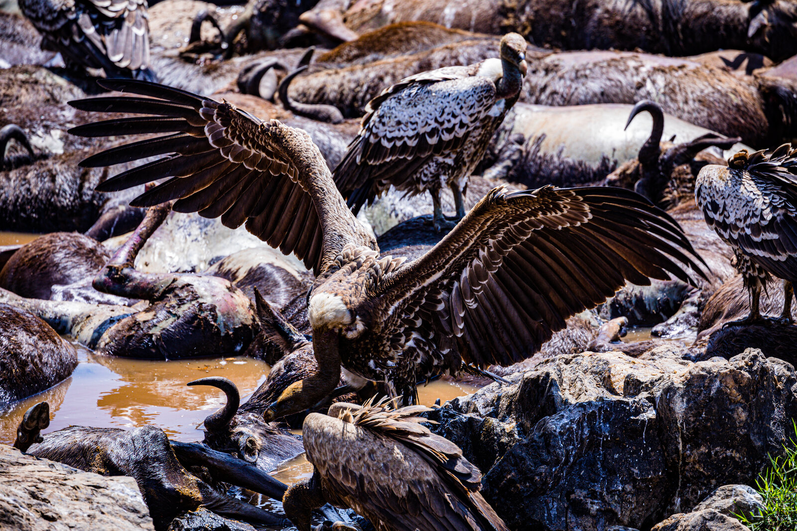 Wildebeest of the Great Migration on the Masai Mara plains