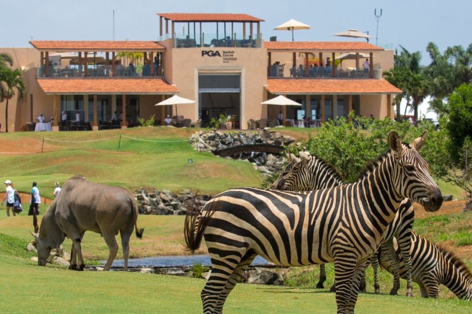 Zebra grazing beside the clubhouse of a wildlife golf estate