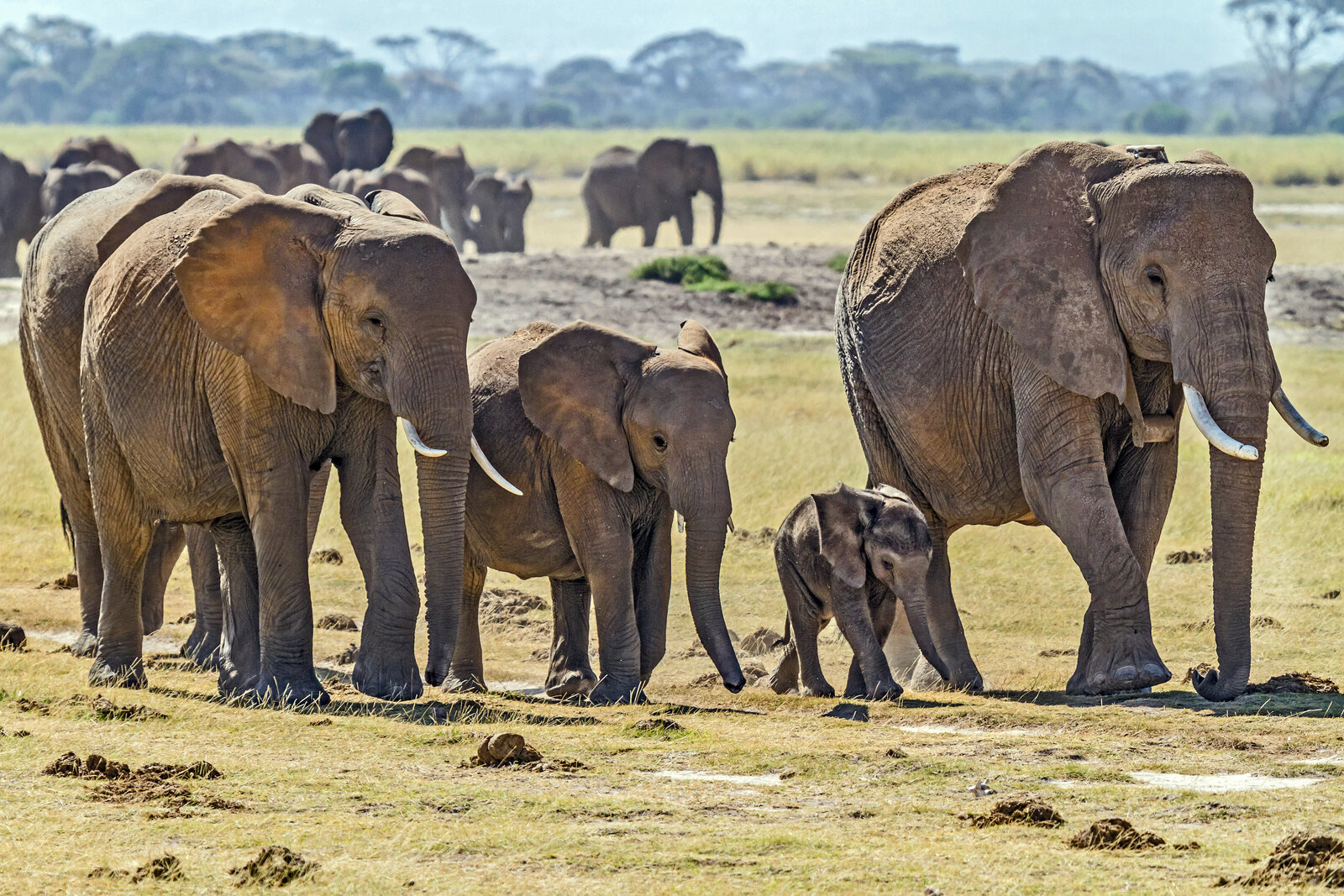 An elephant herd beneath a great mountain in East Africa