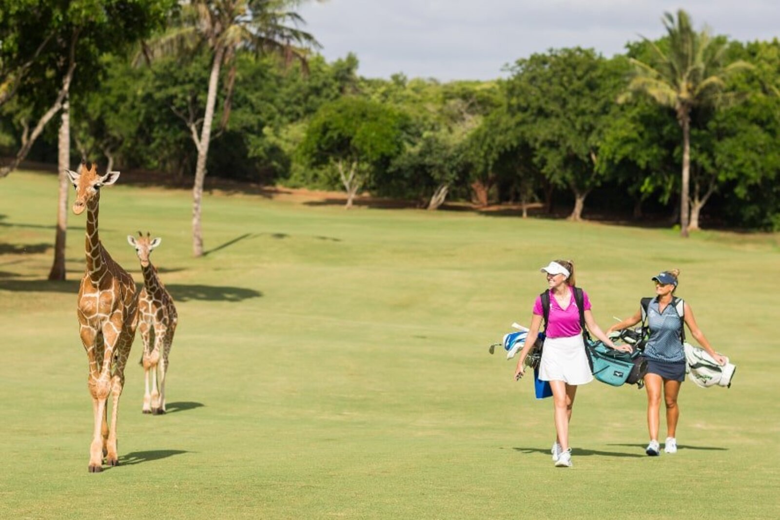 A giraffe on the fairway as golfers walk the Baobab Course at Vipingo Ridge