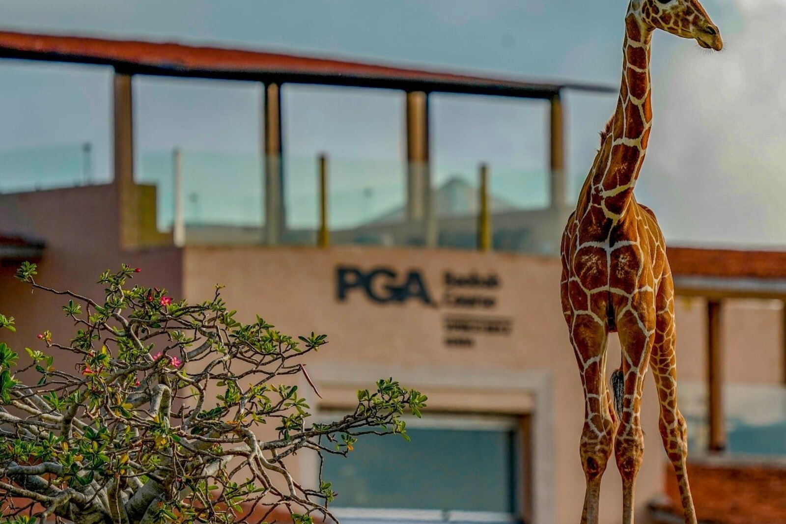 A giraffe crossing the PGA-accredited Baobab Course at Vipingo Ridge