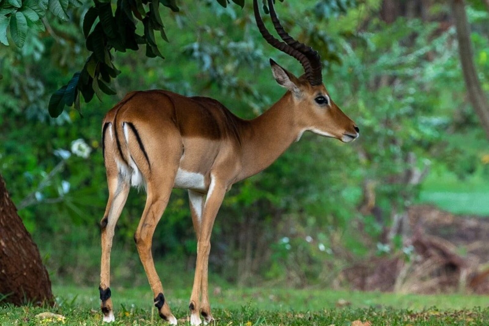 Antelope among the indigenous trees lining the fairways at Vipingo Ridge