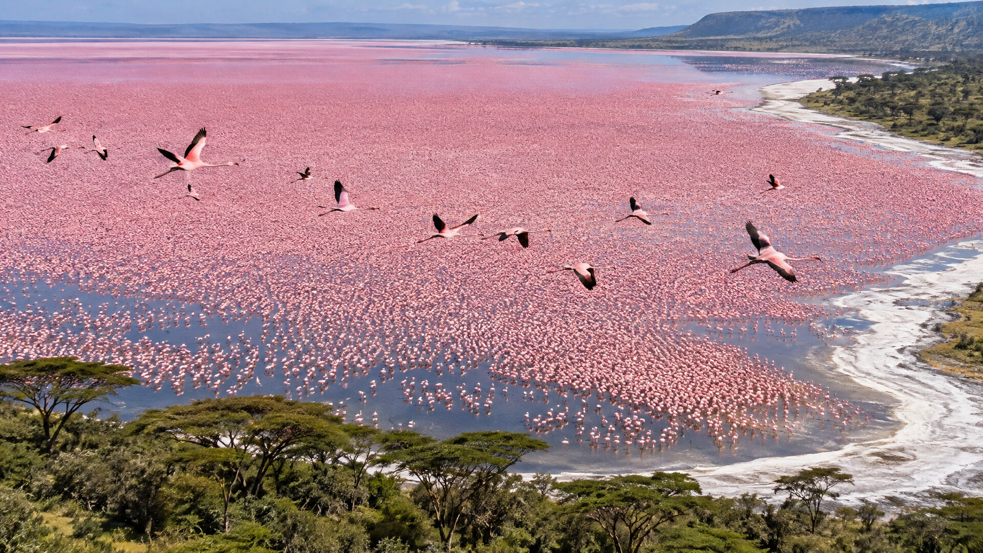 Pink flamingos covering Lake Nakuru in Kenya