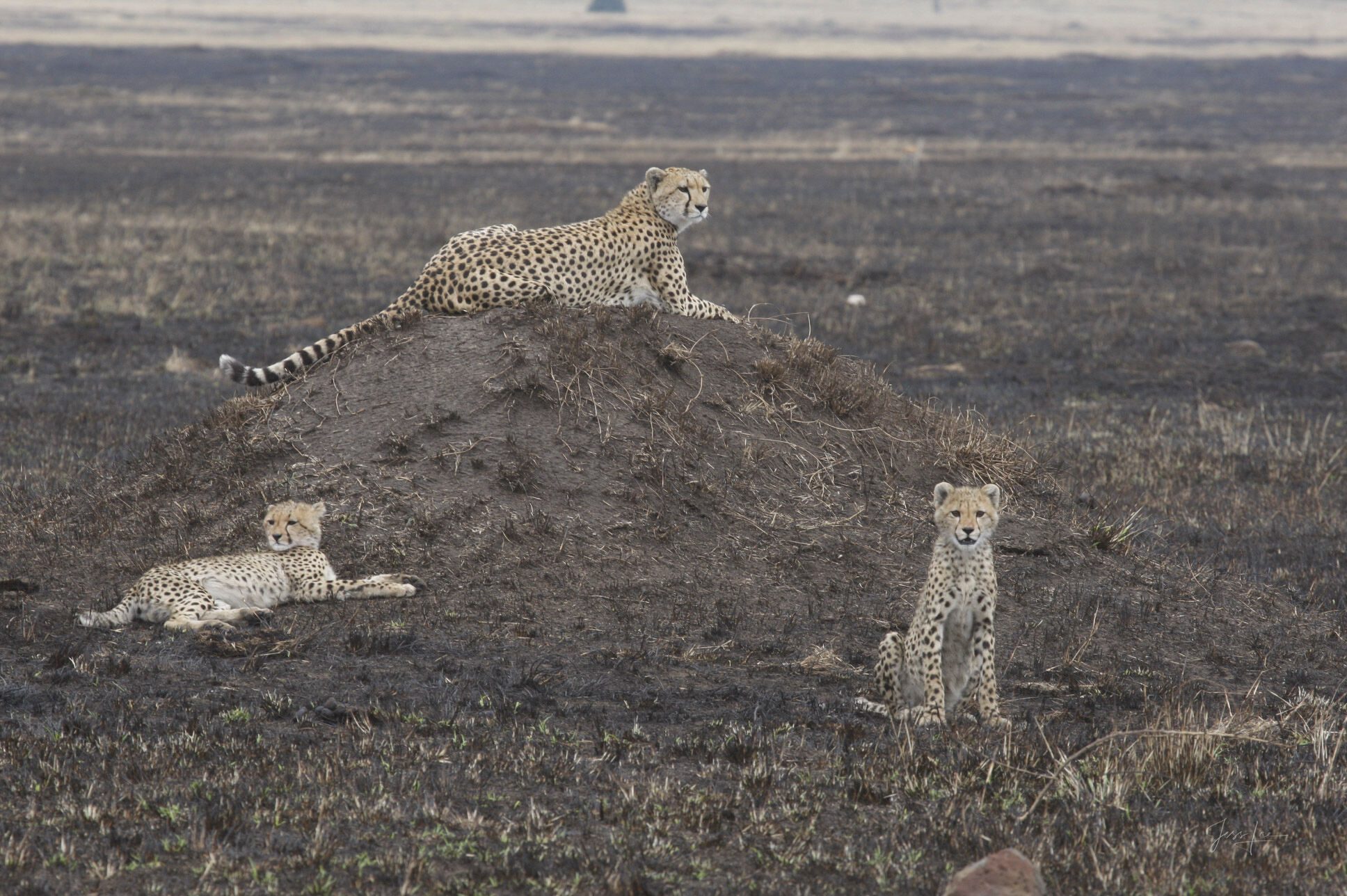 Three cheetahs rest on a termite mound on the plains of Kenya's Masai Mara