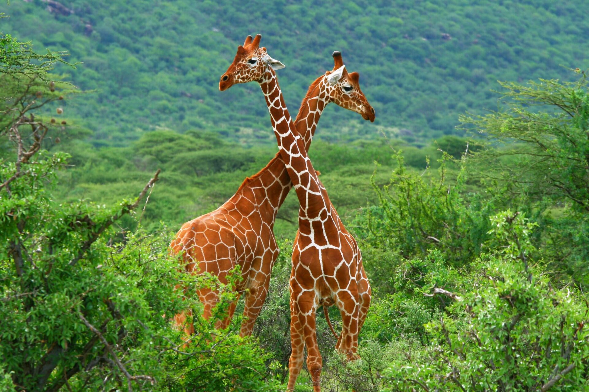 Two reticulated giraffes cross necks in the green bush of Samburu, Kenya