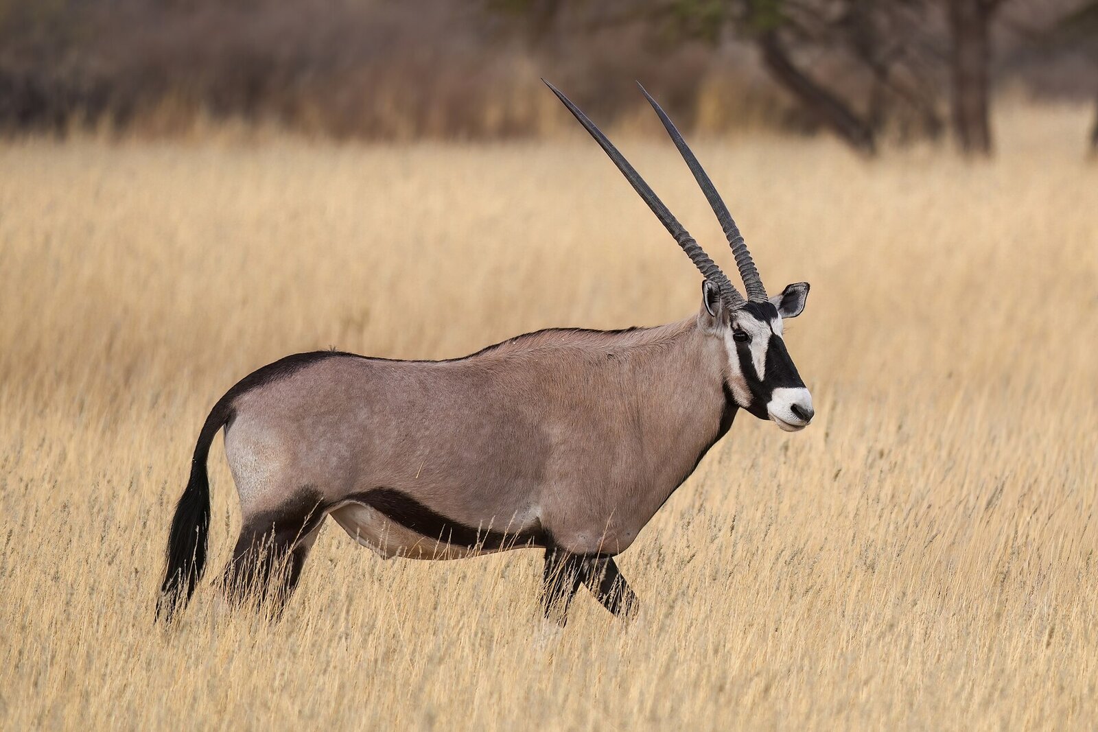 Gemsbok oryx on a red dune in the Kalahari