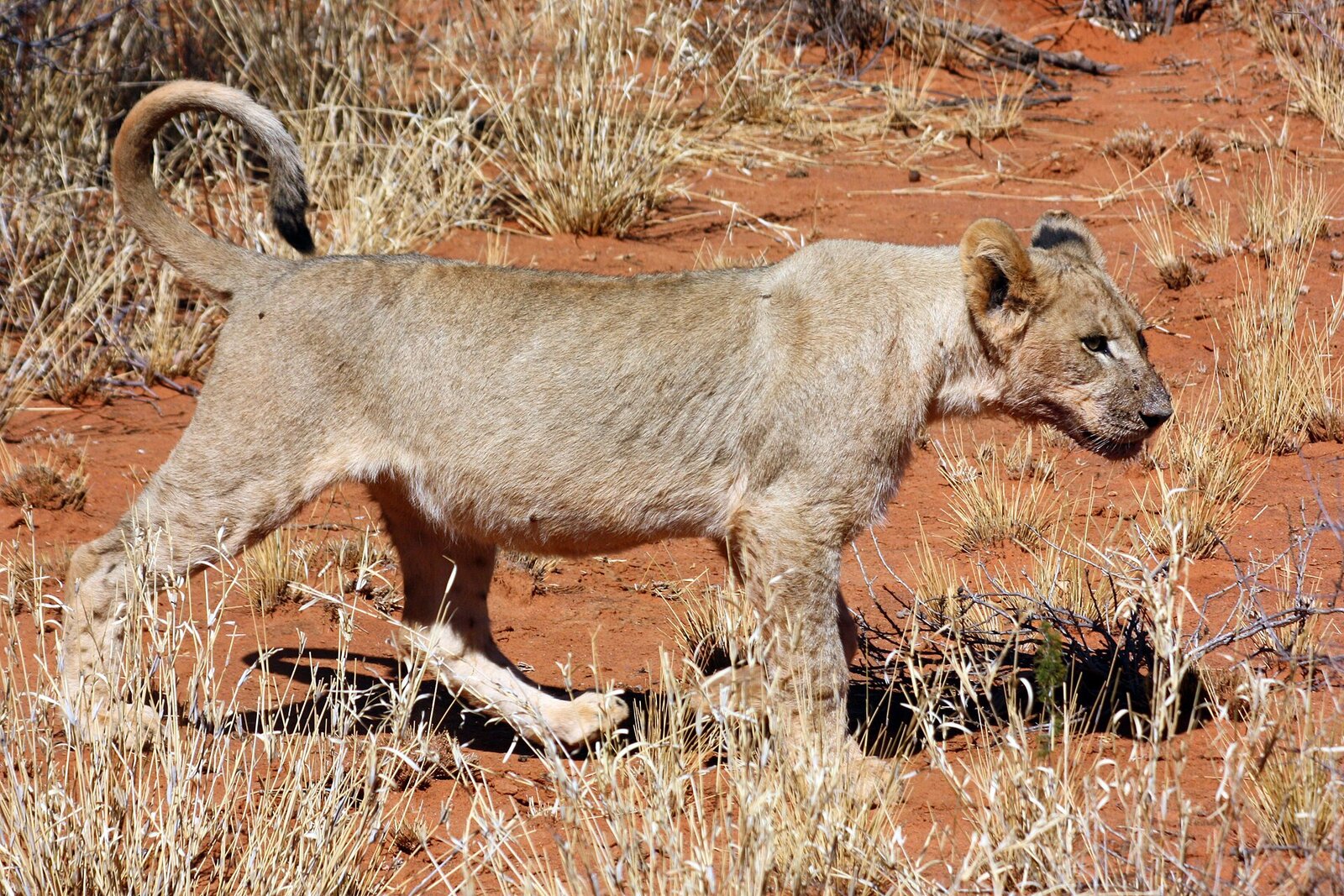 A lion walking along a dry riverbed in the Kgalagadi
