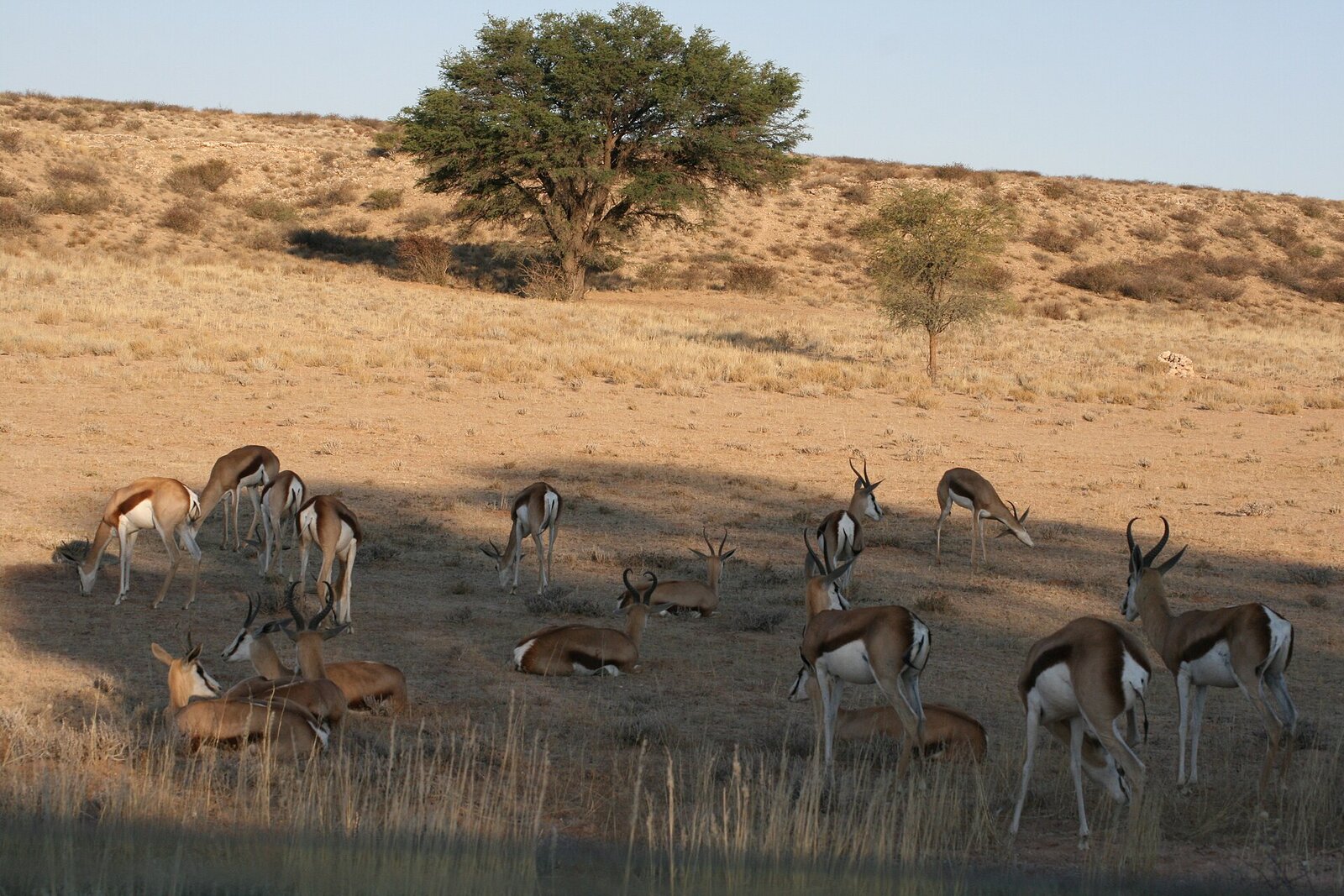Springbok at a waterhole in the Kgalagadi