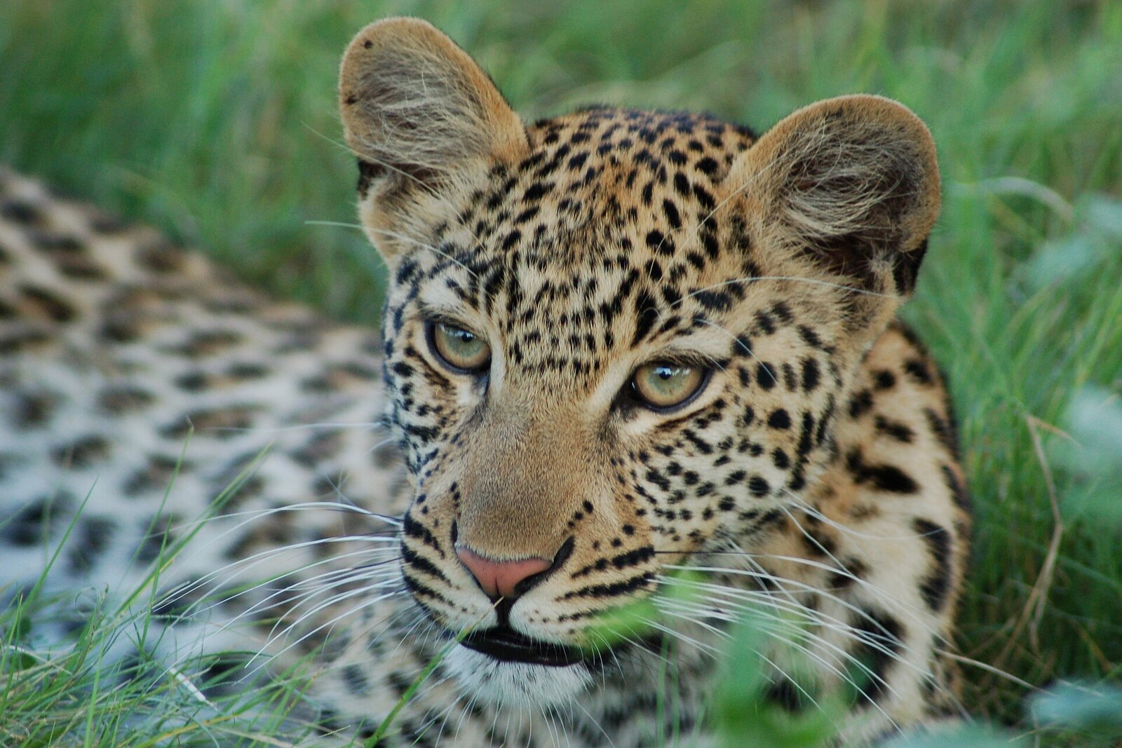 Leopard in the golden grass of the Khwai Community Area on the edge of the Okavango Delta, Botswana