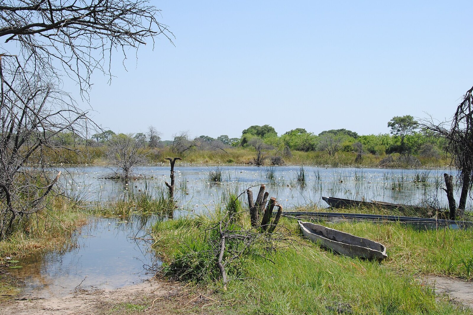 Mokoro dugout canoe on the Khwai River channels, Okavango Delta, Botswana