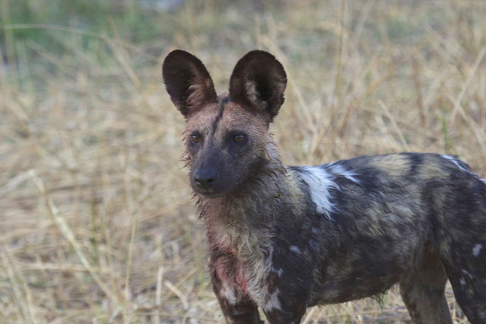 African wild dog standing alert in the Khwai Concession, Botswana