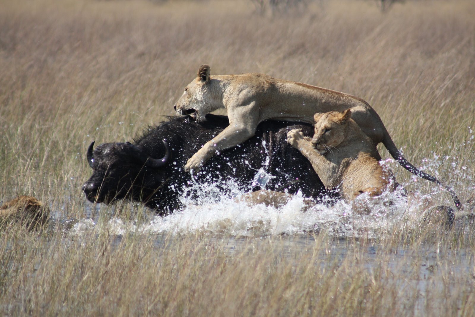 Lions taking down a buffalo in the water, Khwai region, Botswana