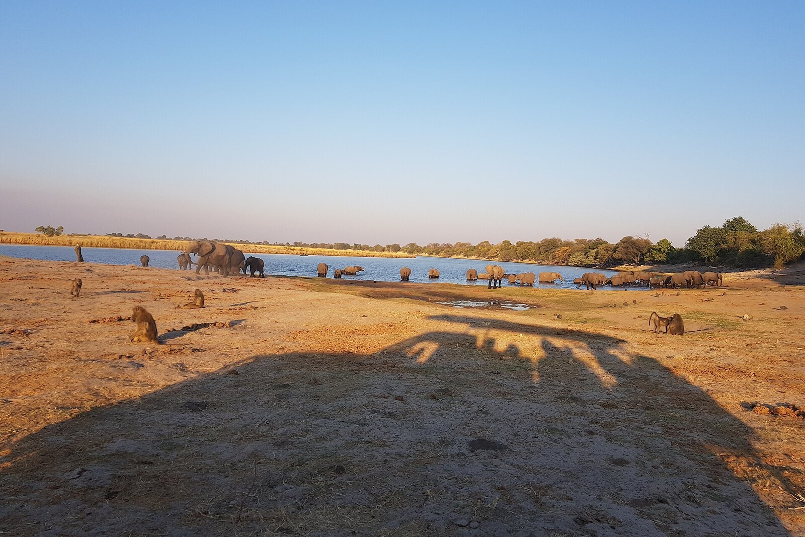 Elephants and plains game gathered at a waterhole in the Khwai region, Botswana