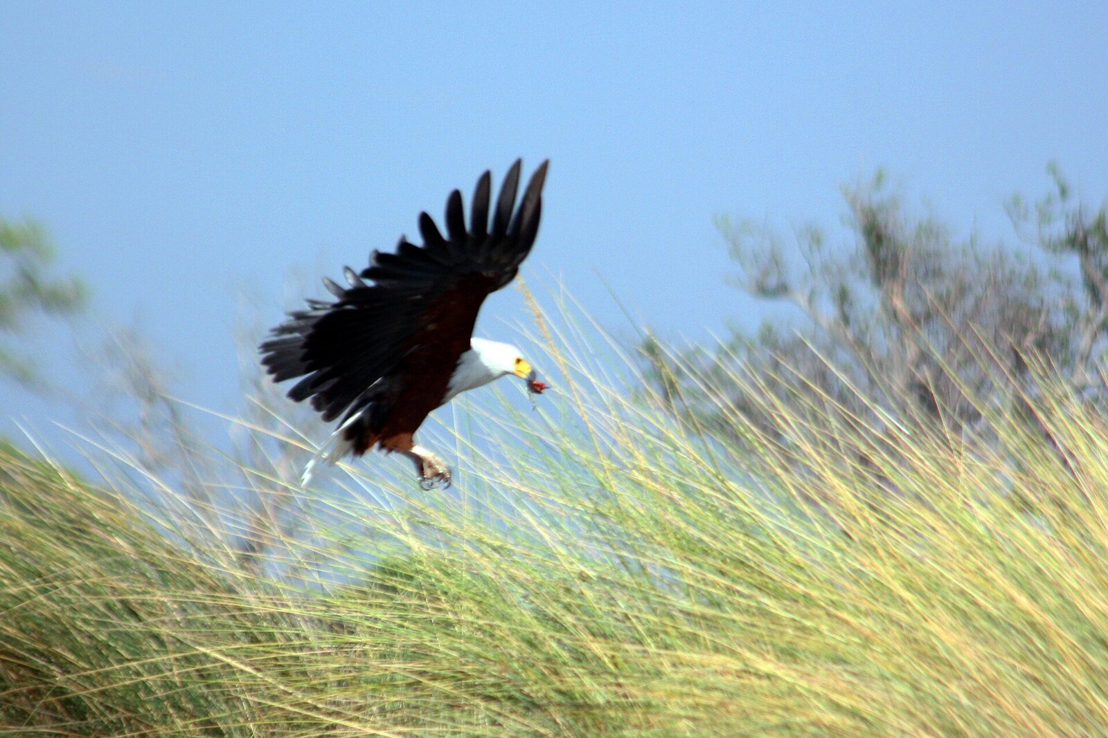 African fish eagle in flight over the Khwai River floodplains