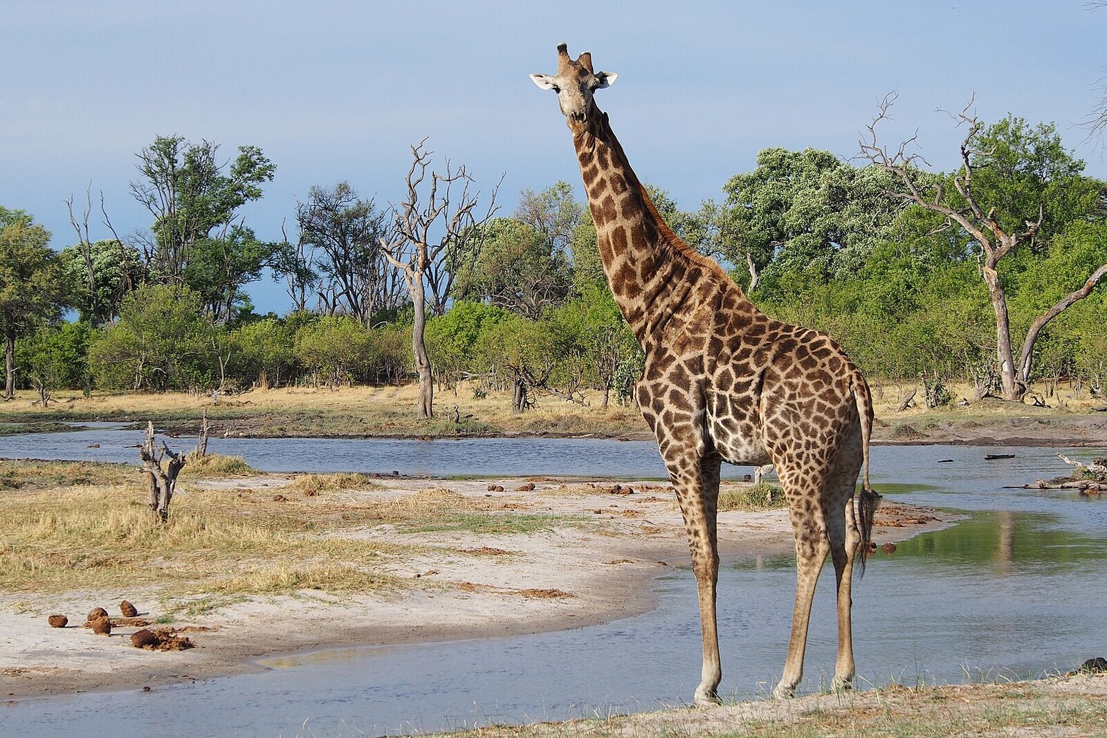 Giraffe at a waterhole in the Khwai region, northern Botswana