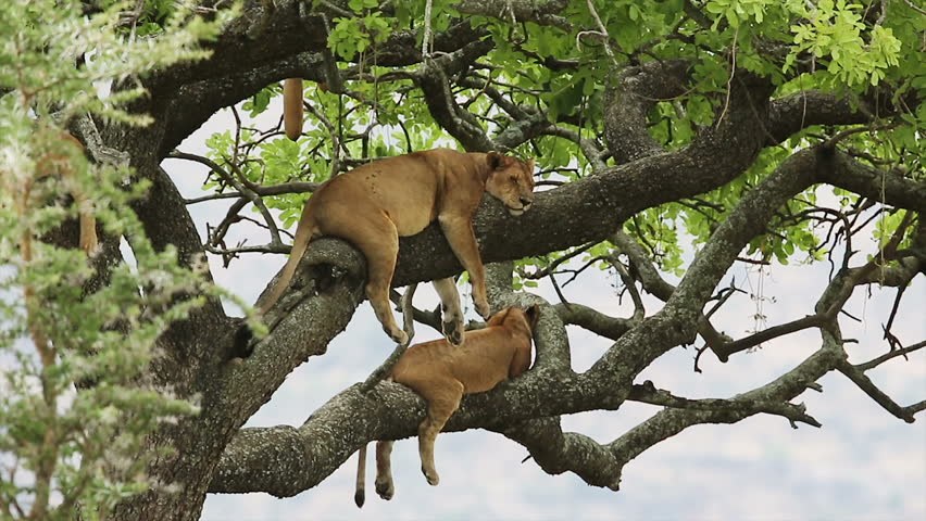 Primates move through the forest crown