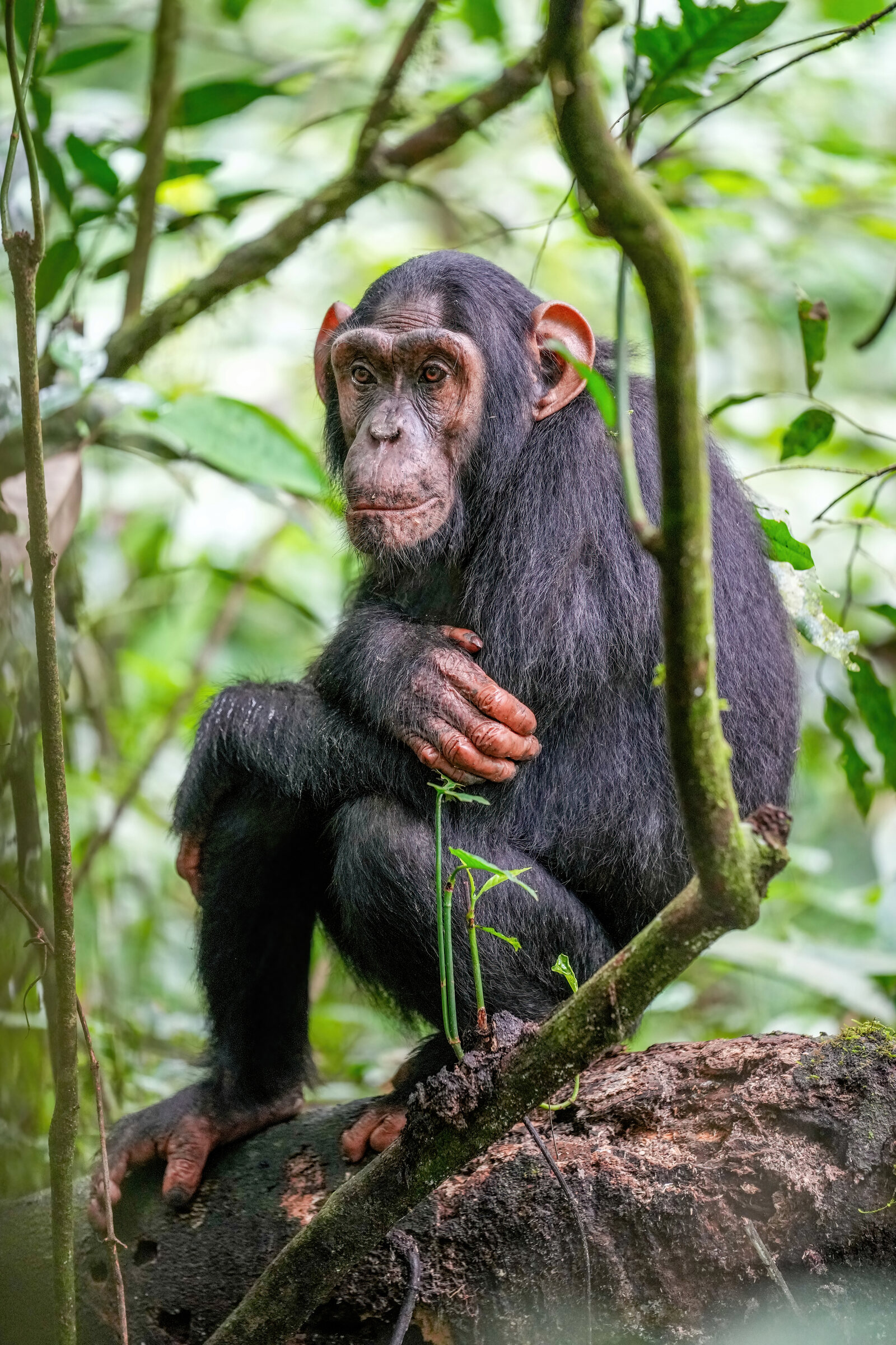 Chimpanzee tracking in the rainforest of Kibale National Park, Uganda