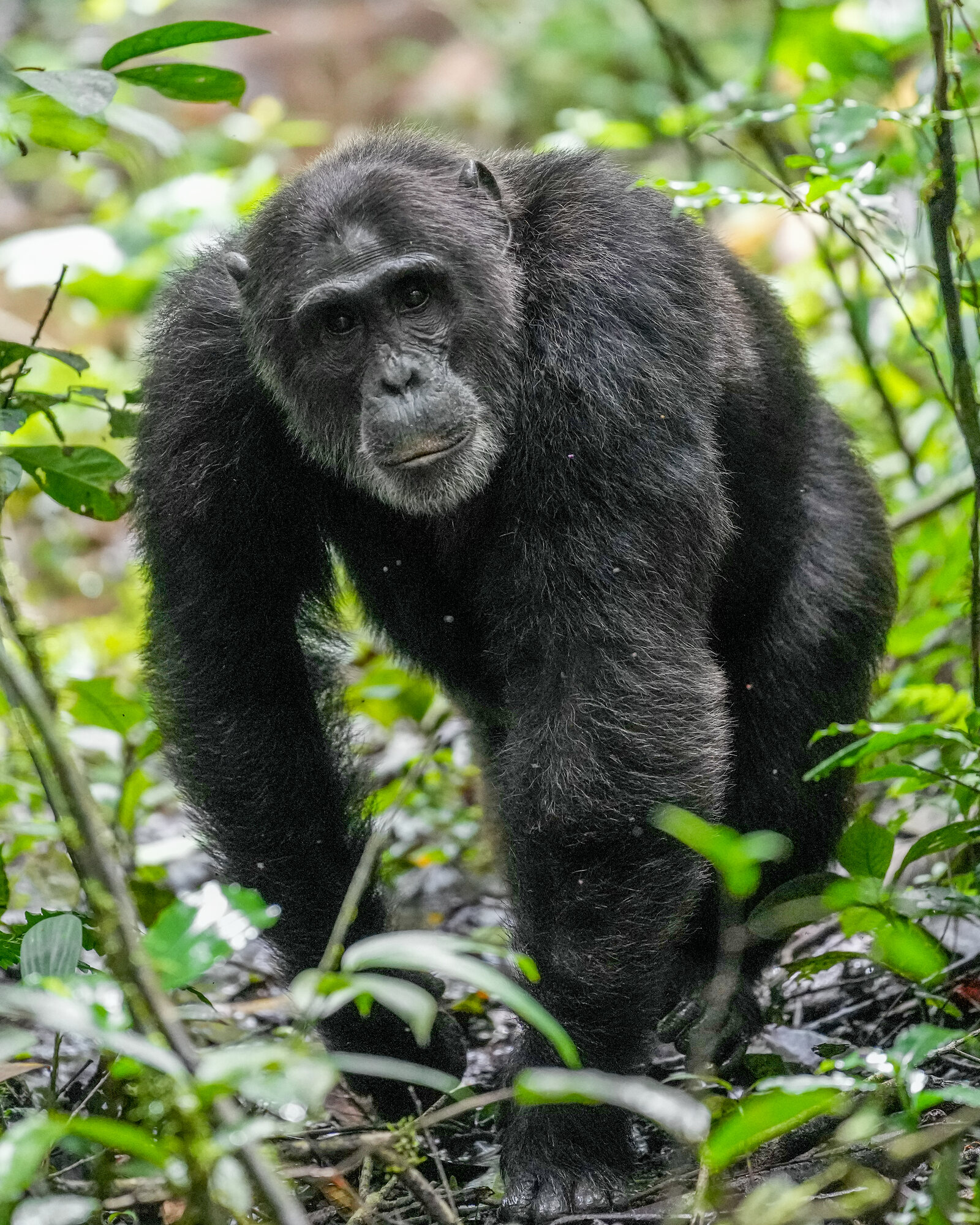 Alpha male chimpanzee, Kibale National Park, Uganda — the primate capital of East Africa