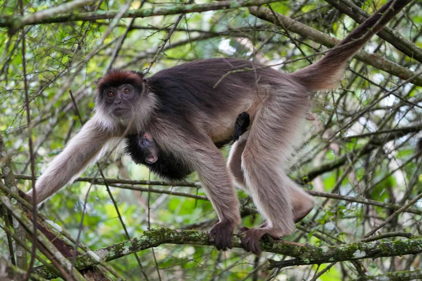 A Uganda red colobus mother carrying her baby in Kibale Forest National Park