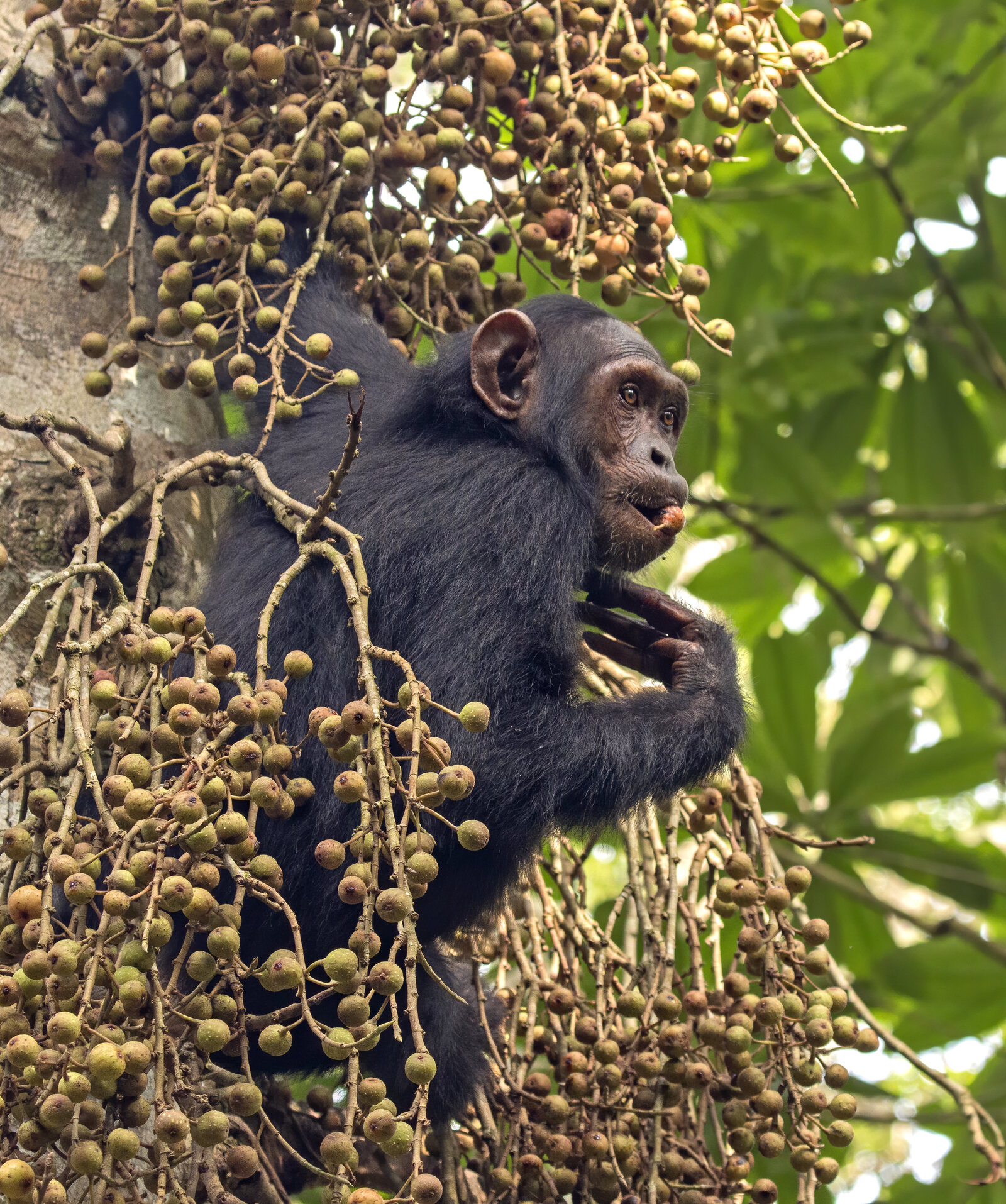 A chimpanzee feeding on wild figs in Kibale Forest National Park, Uganda