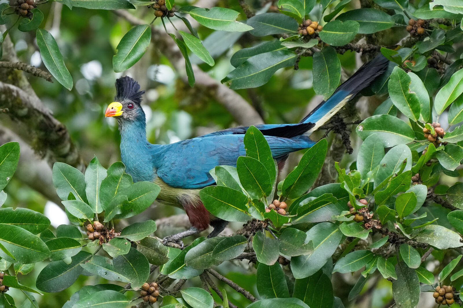 A great blue turaco perched in the trees near Kibale Forest, Uganda