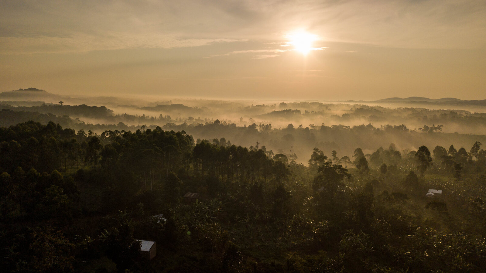 Mist over the Kibale forest canopy at dawn, Uganda