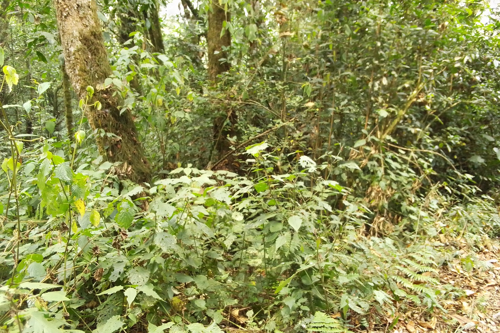 Kibira Rainforest Foliage