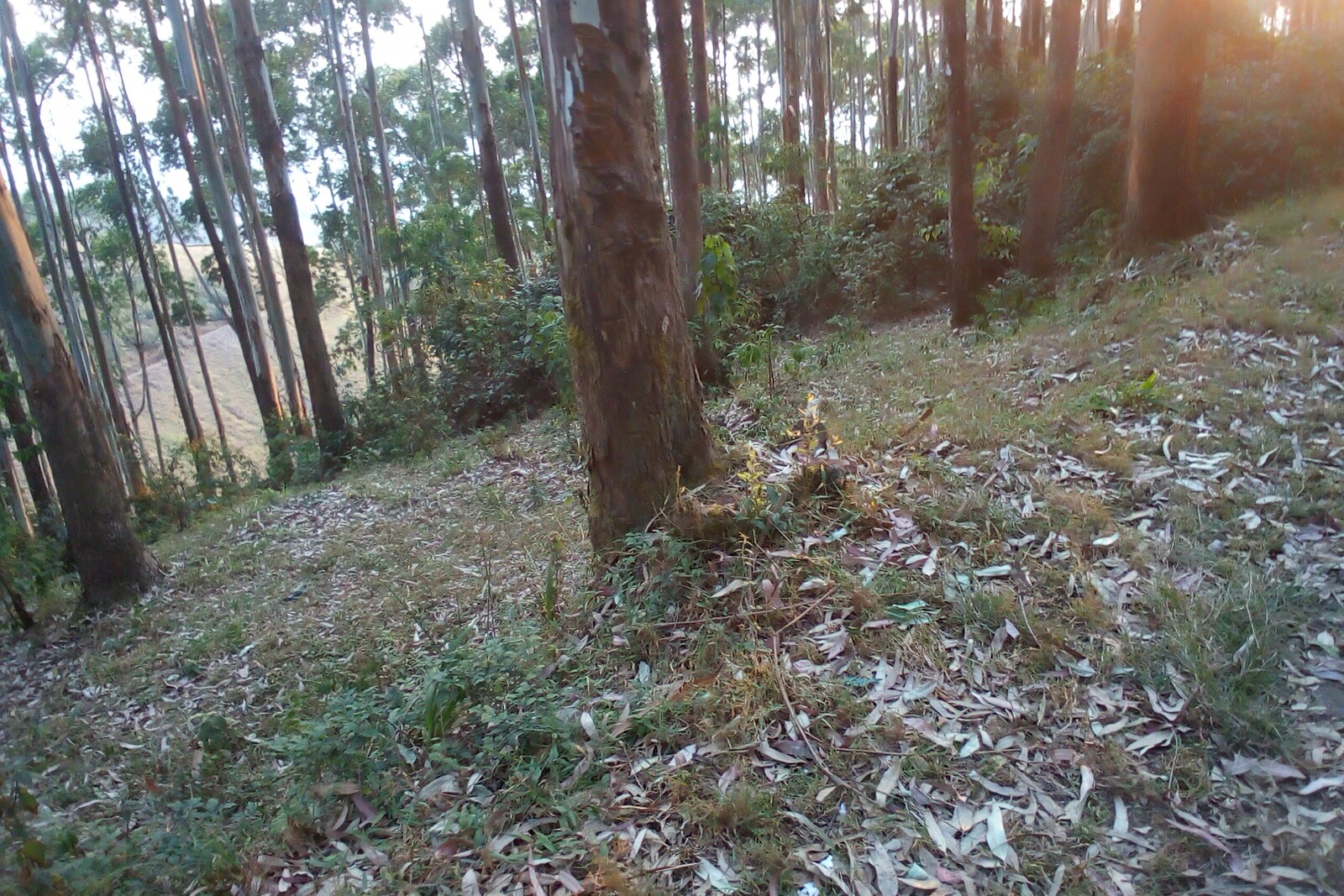 Kibira Forest Sunlight
