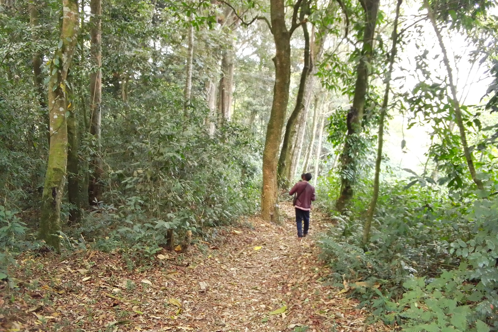 Kibira Forest Trail
