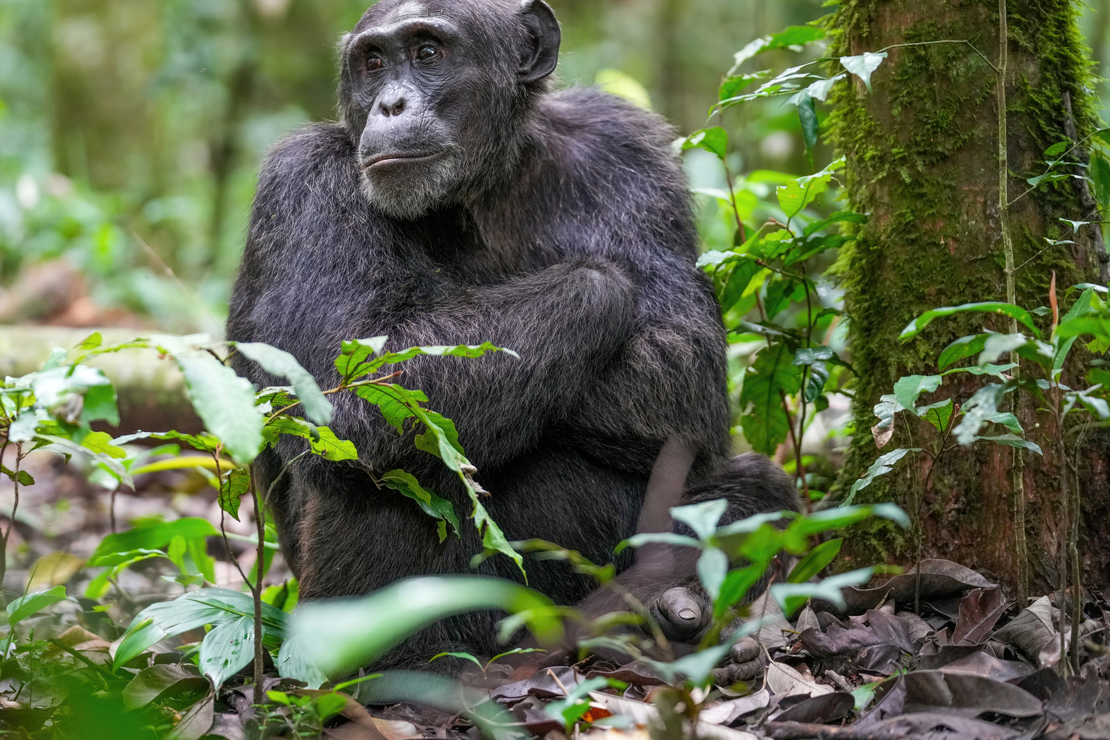 Chimpanzee in Kibira