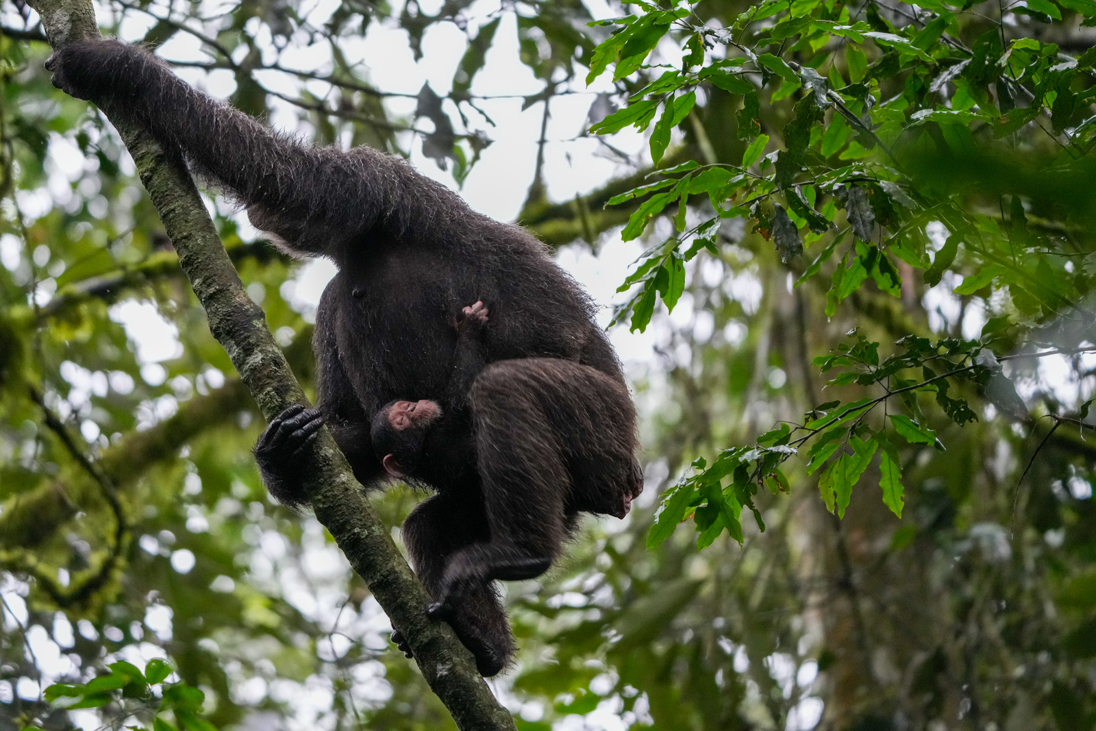 Chimpanzee Family