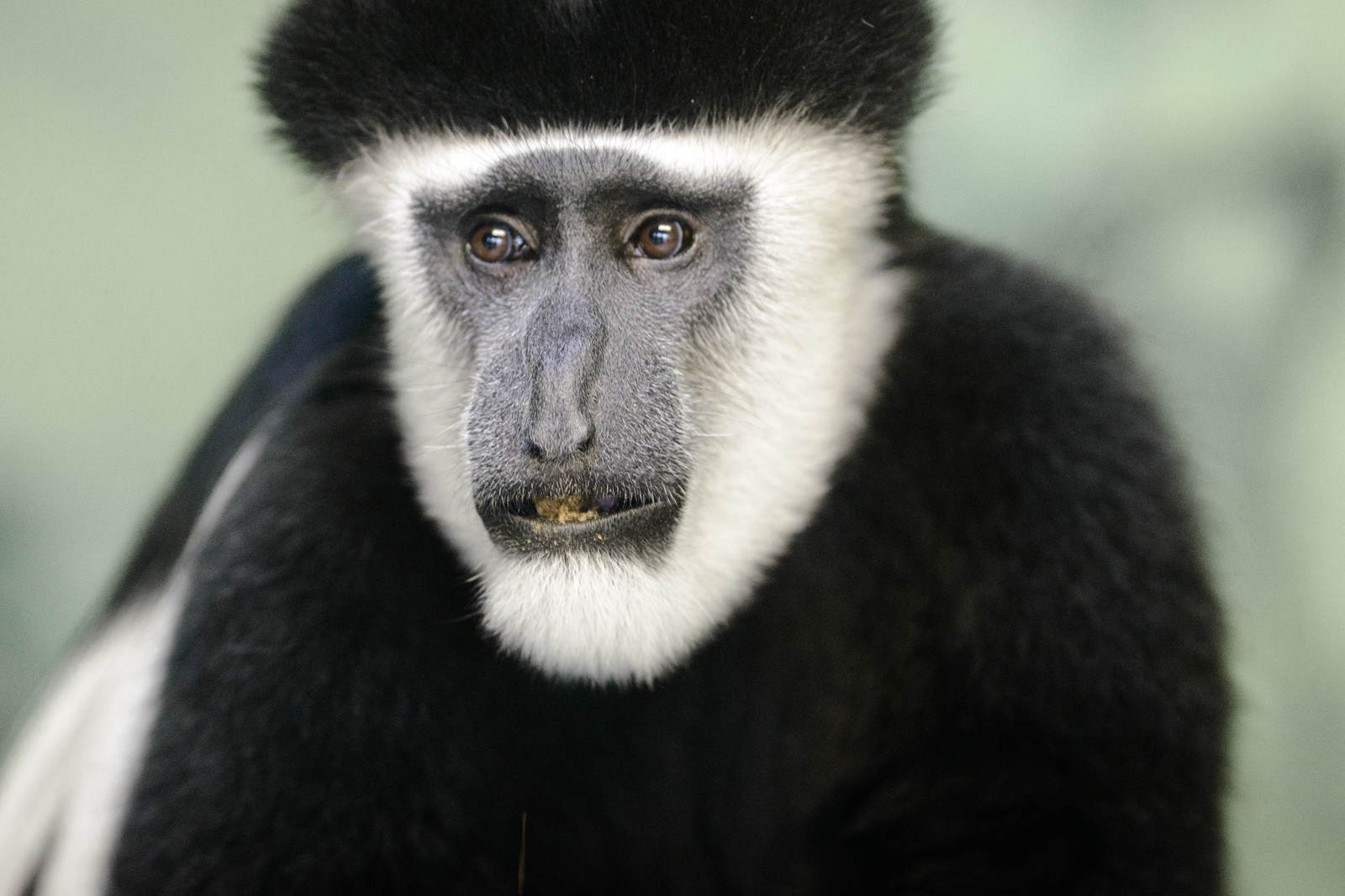 Colobus Monkey
