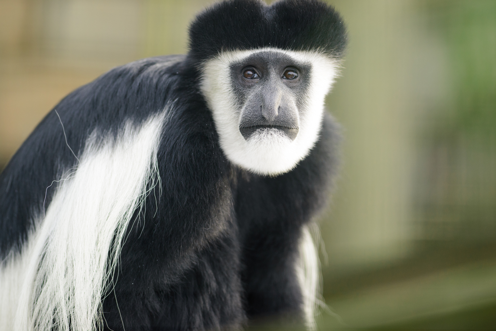 Black and White Colobus