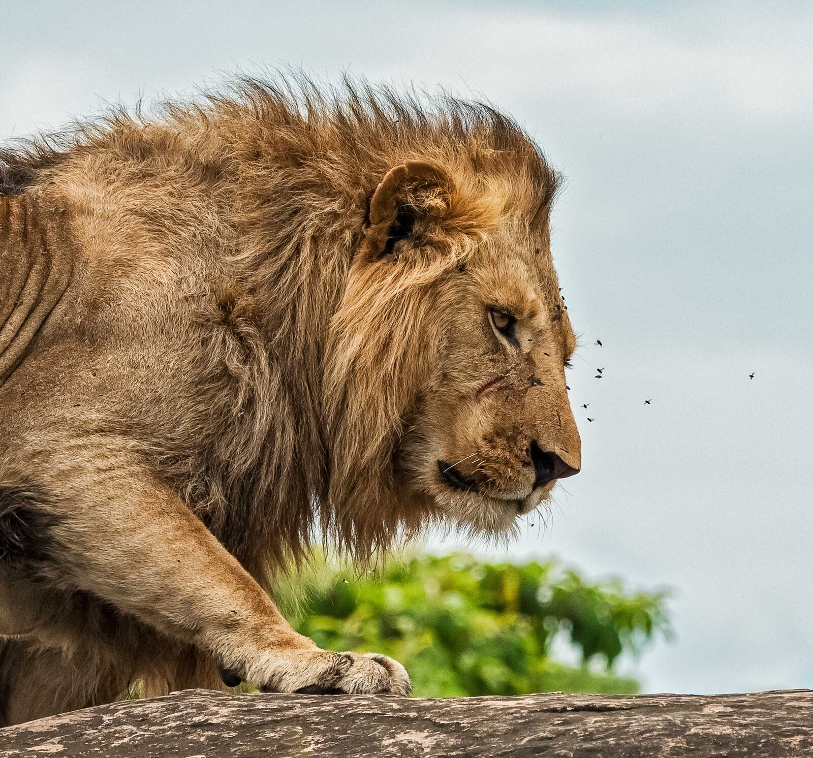 A lion resting on a rock outcrop in Kidepo Valley National Park, Uganda