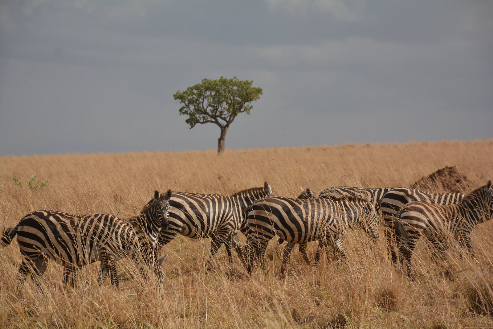 Burchell's zebra grazing beneath a lone tree in the Narus Valley, Kidepo, Uganda