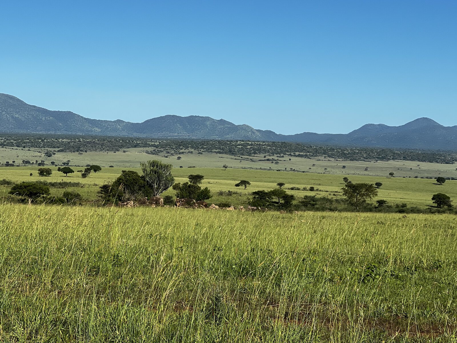 Green savannah stretching to the Morungole Mountains in Kidepo Valley National Park, Uganda