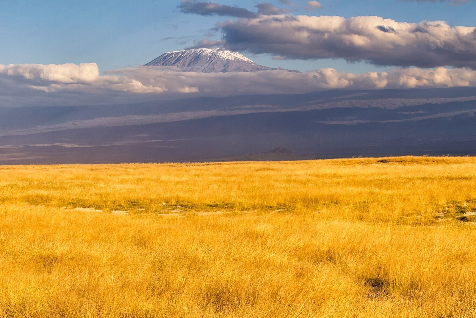 The snow-capped Kibo summit seen across golden moorland grass on Kilimanjaro