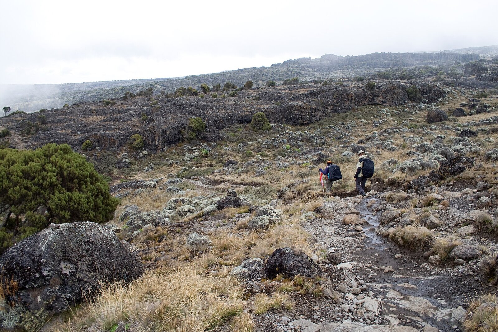 Trekkers walking a trail across the Shira Plateau on Kilimanjaro
