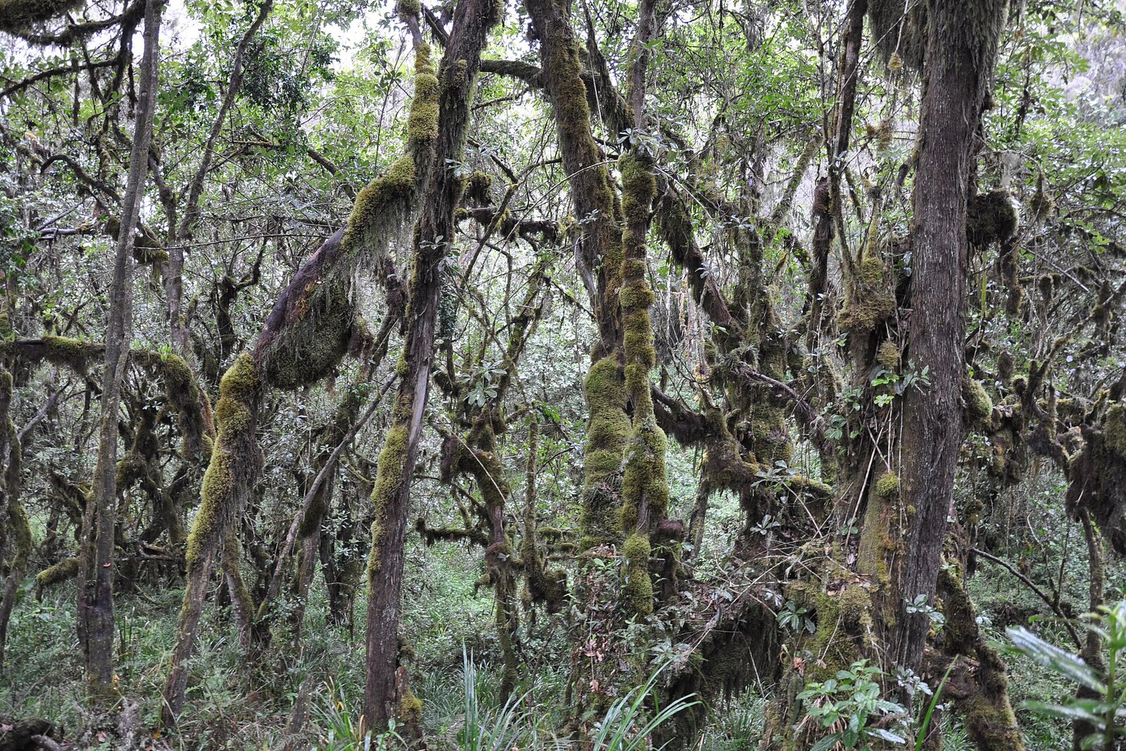 Lush montane rainforest on the lower slopes of Kilimanjaro
