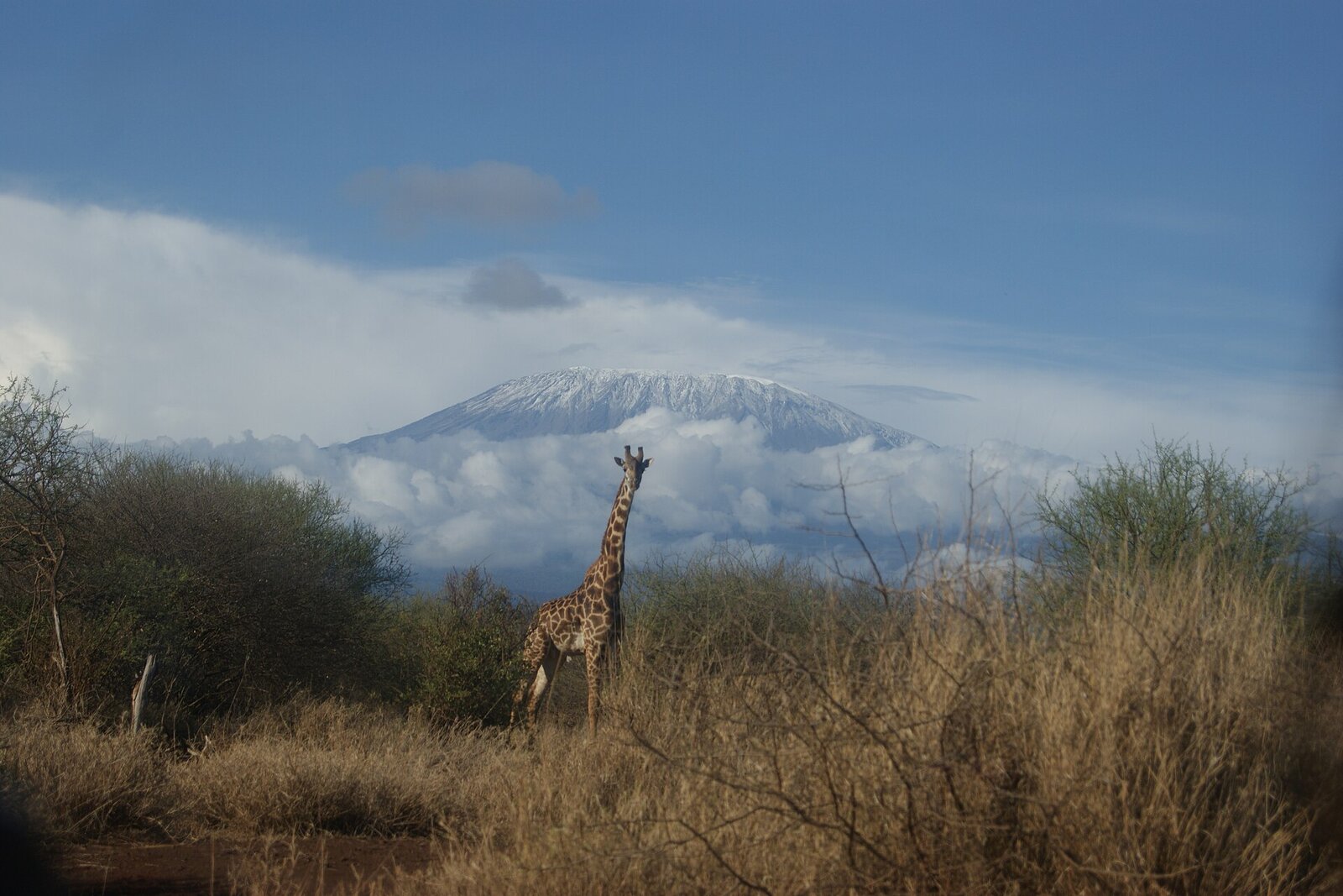 A giraffe grazing on the savanna below the cloud-wrapped peak of Kilimanjaro